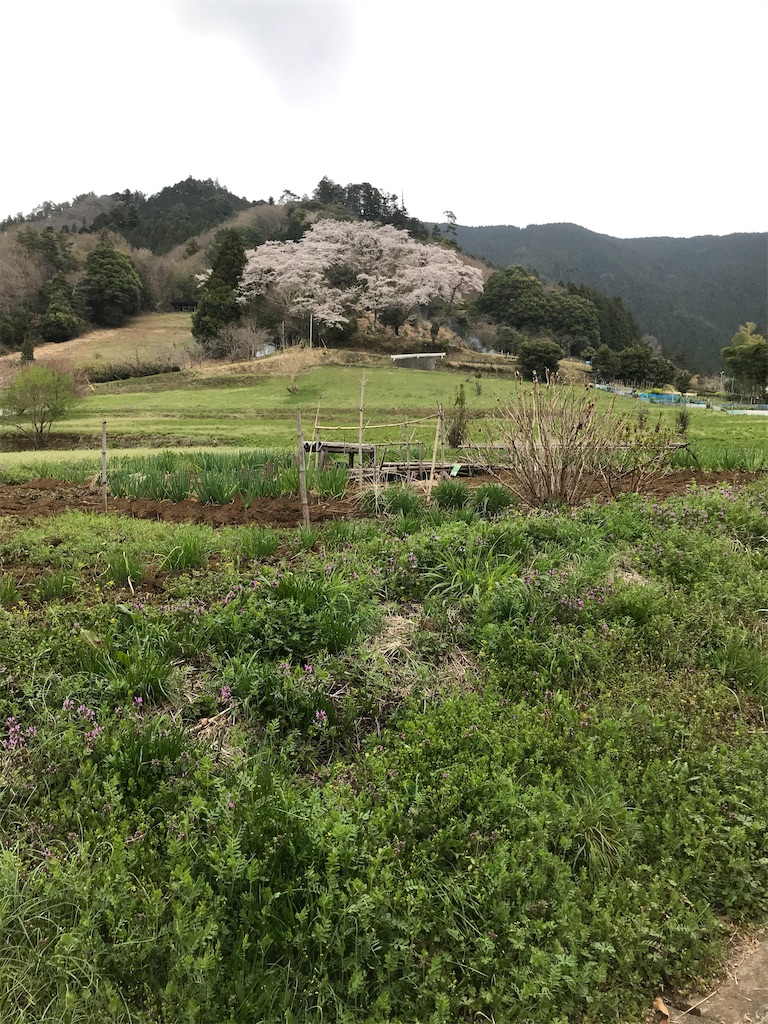 f:id:amefuri5kumanoko:20210407083037j:image