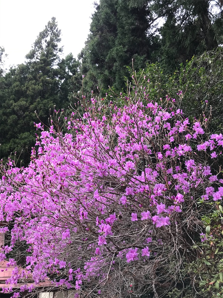 f:id:amefuri5kumanoko:20210407083731j:image
