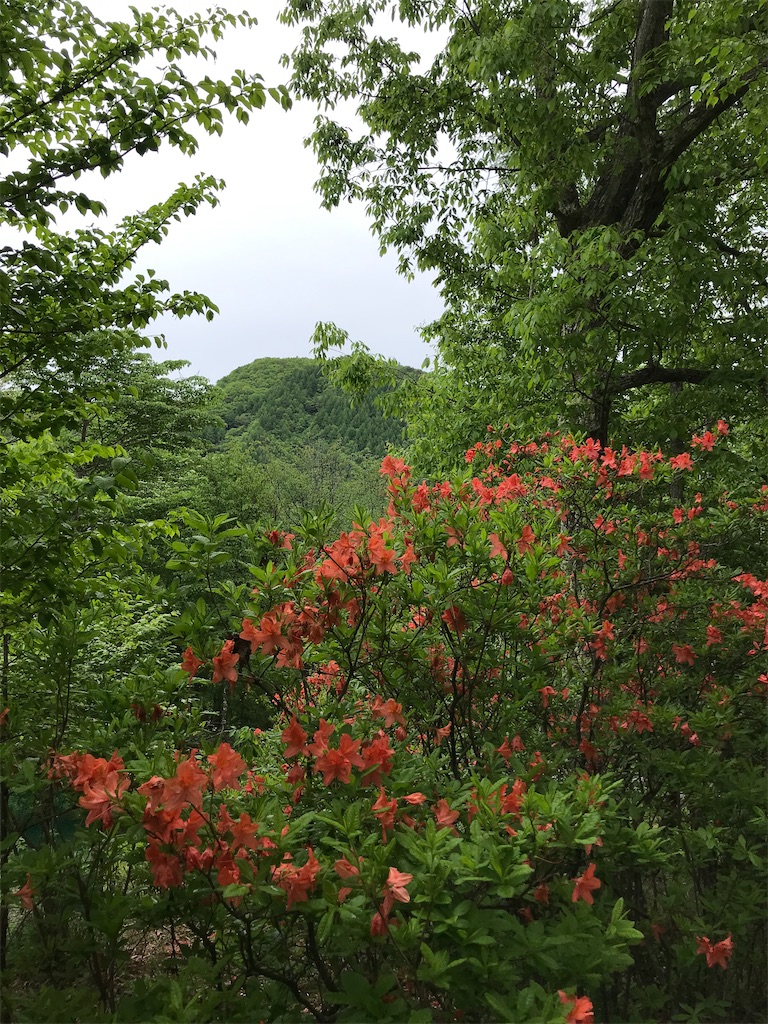 f:id:amefuri5kumanoko:20210716081708j:image