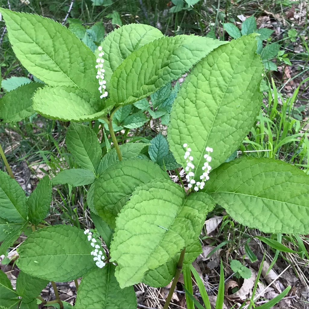 f:id:amefuri5kumanoko:20210716081755j:image