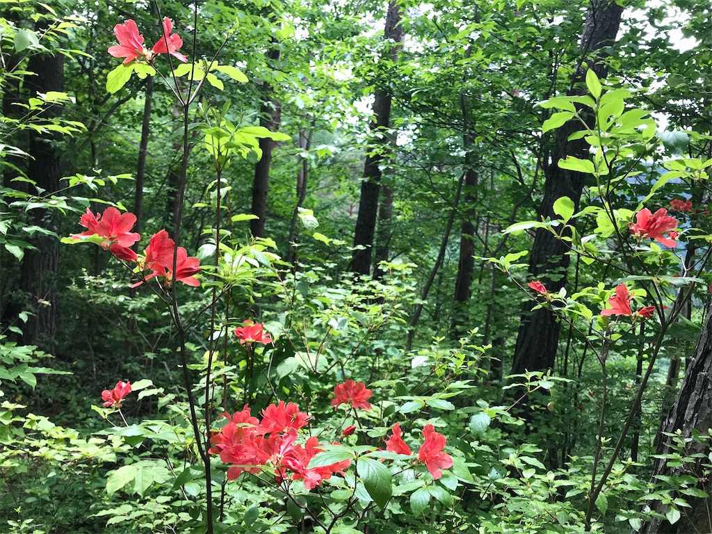 f:id:amefuri5kumanoko:20210716082059j:image