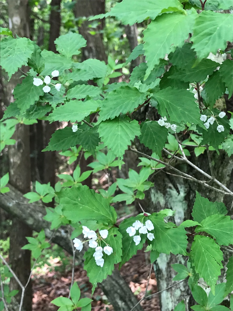 f:id:amefuri5kumanoko:20210716211052j:image