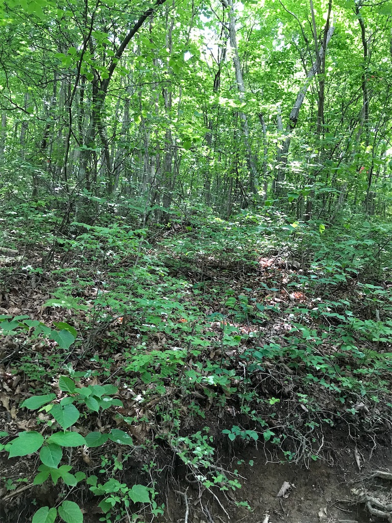 f:id:amefuri5kumanoko:20210716214925j:image