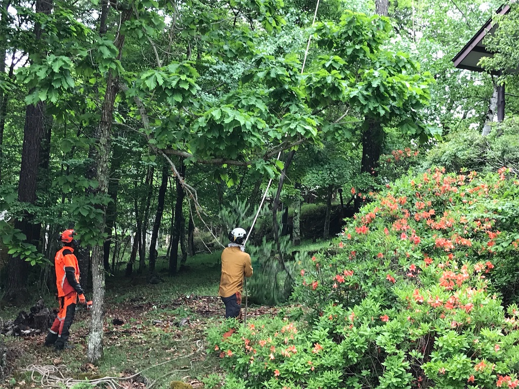 f:id:amefuri5kumanoko:20220609081518j:image