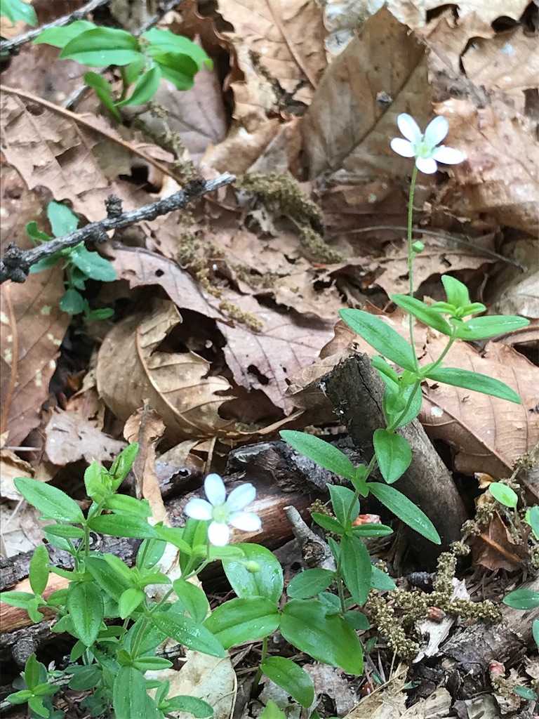 f:id:amefuri5kumanoko:20220609081521j:image