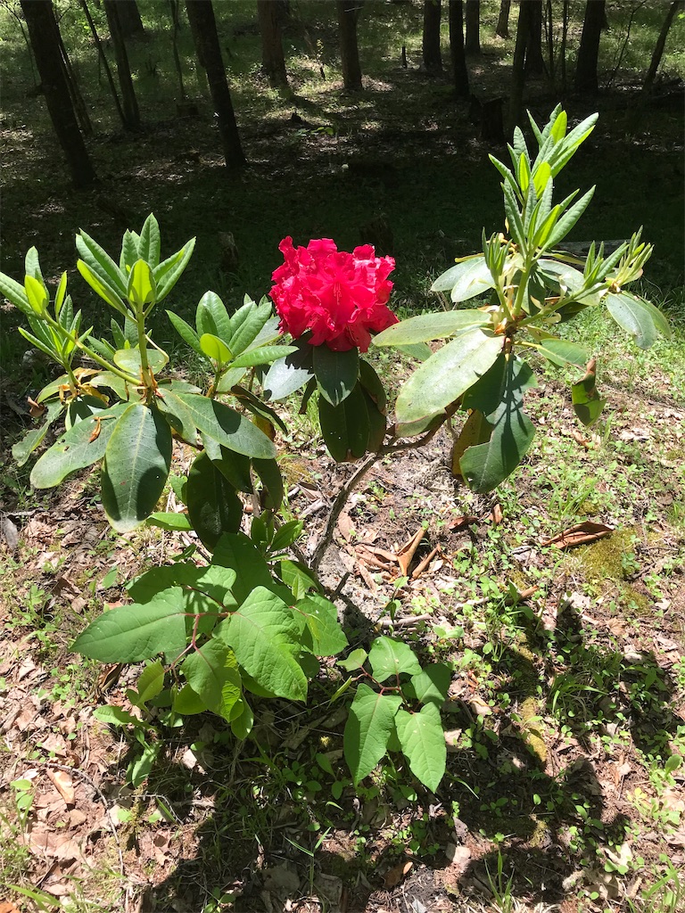 f:id:amefuri5kumanoko:20220609081524j:image