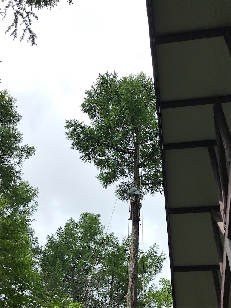 f:id:amefuri5kumanoko:20220609081527j:image