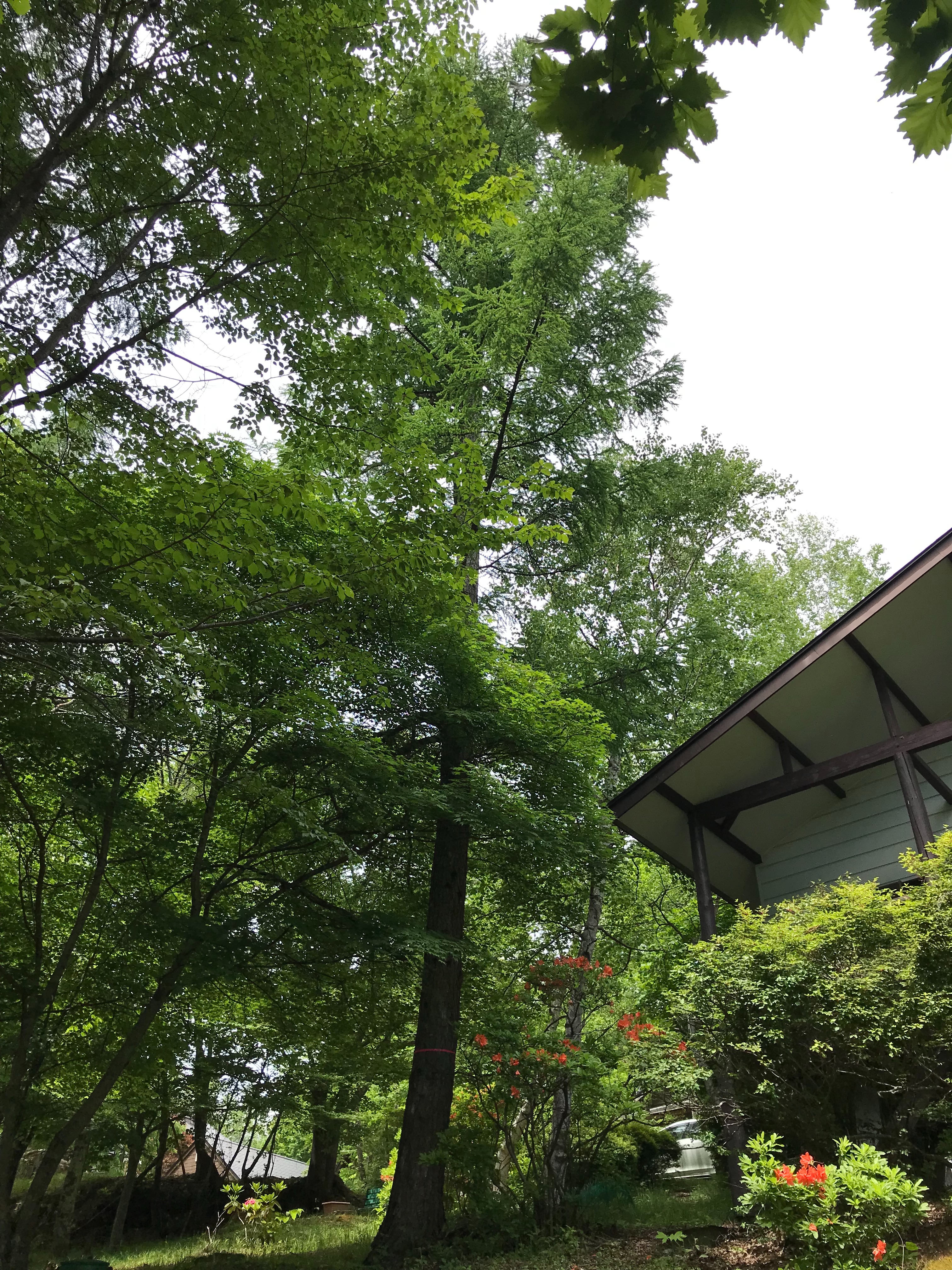 f:id:amefuri5kumanoko:20220609091552j:image