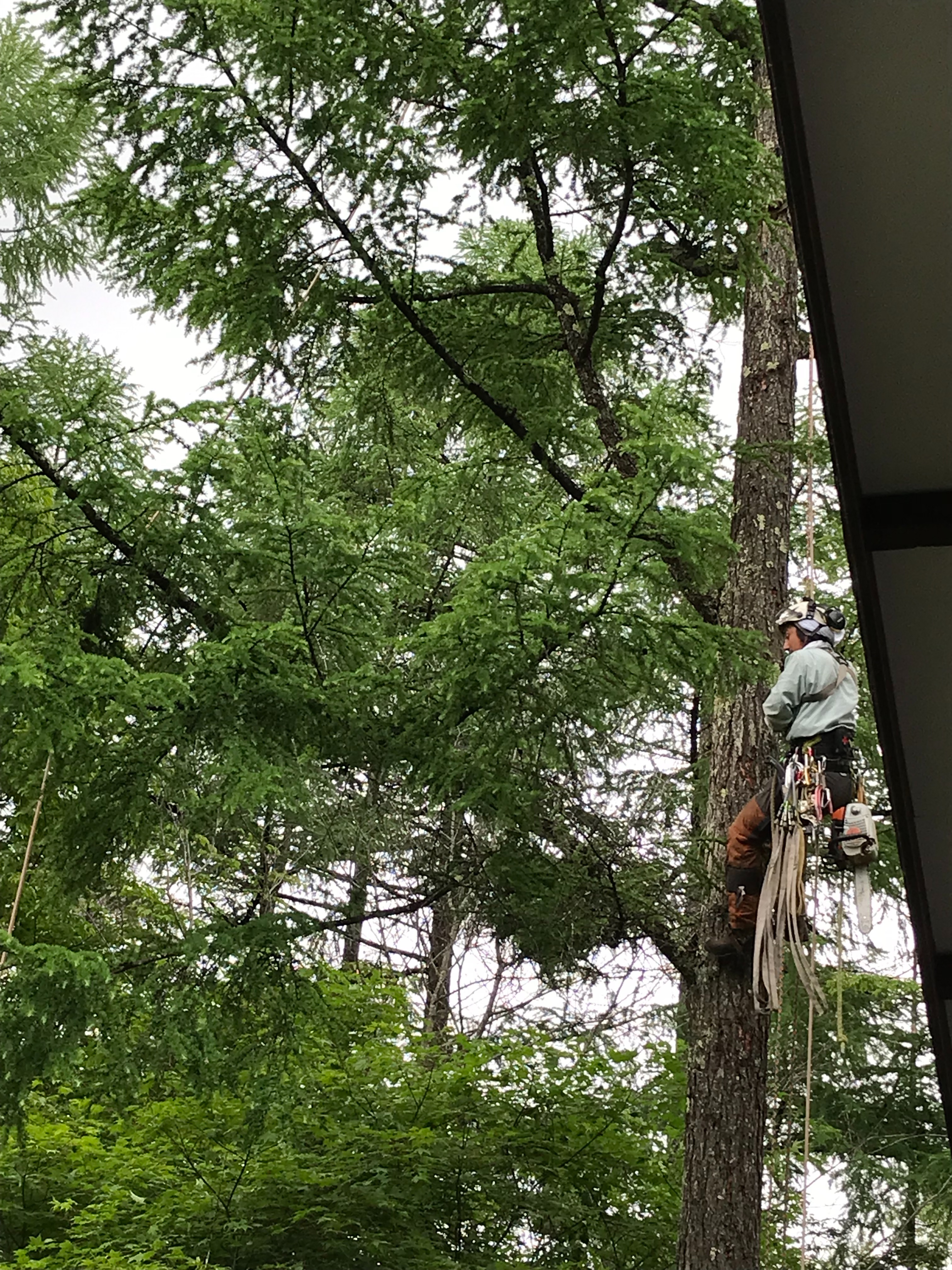 f:id:amefuri5kumanoko:20220609091600j:image