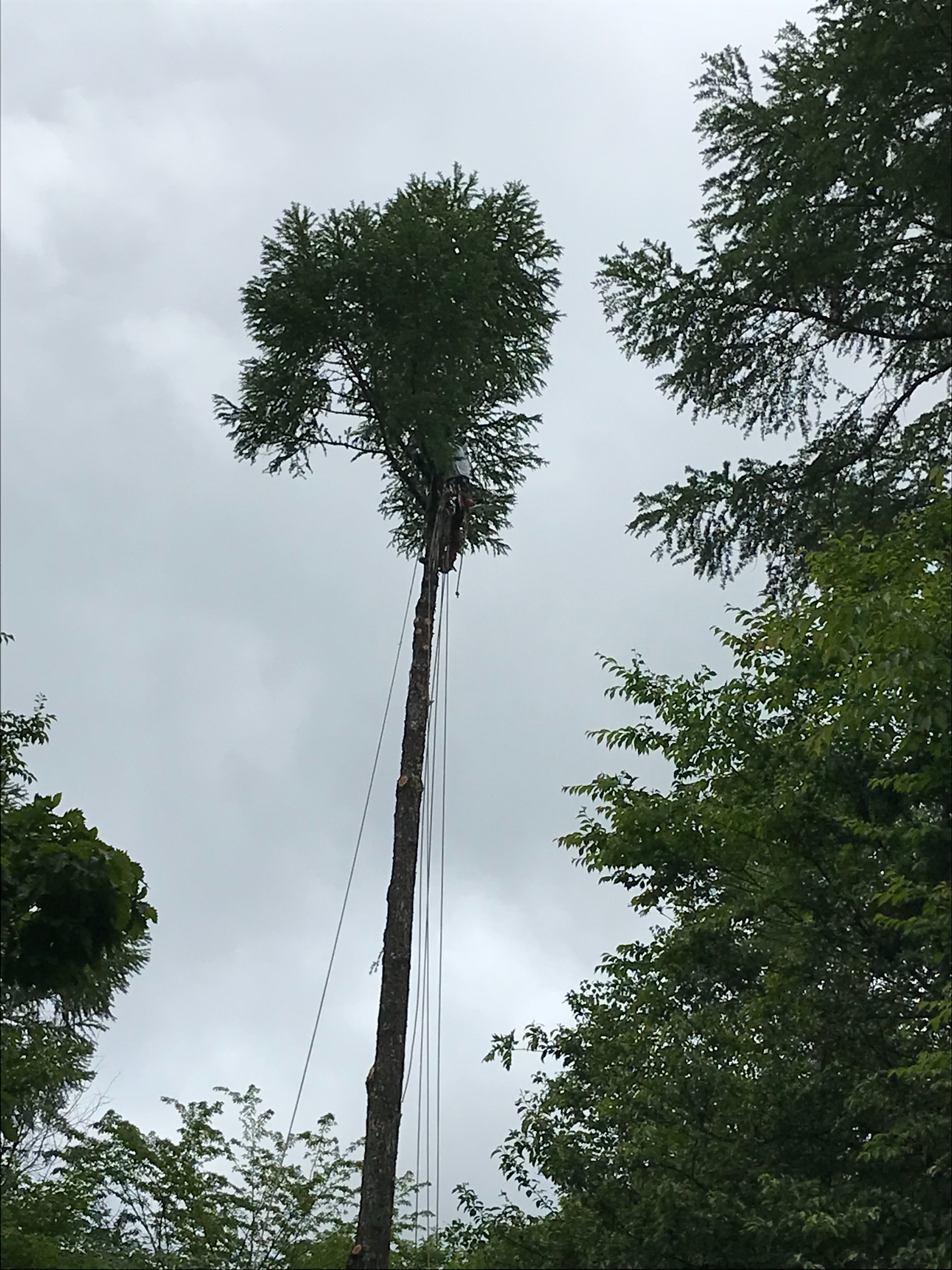 f:id:amefuri5kumanoko:20220609091642j:image