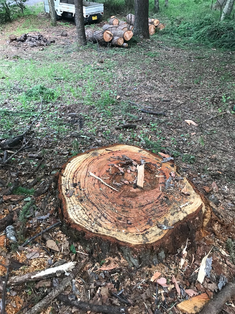 f:id:amefuri5kumanoko:20220620223226j:image