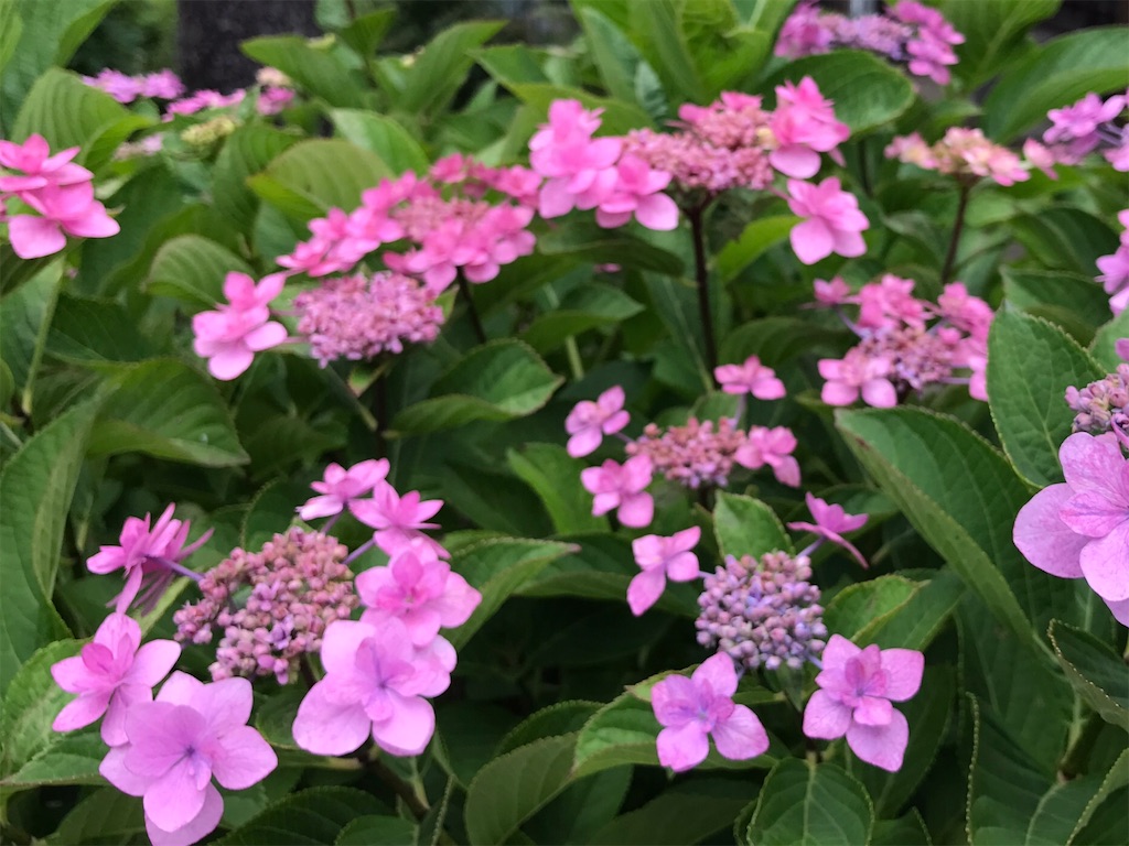 f:id:amefuri5kumanoko:20220626074410j:image