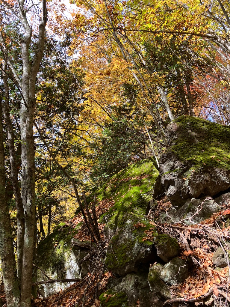 f:id:amefuri5kumanoko:20221025100859j:image