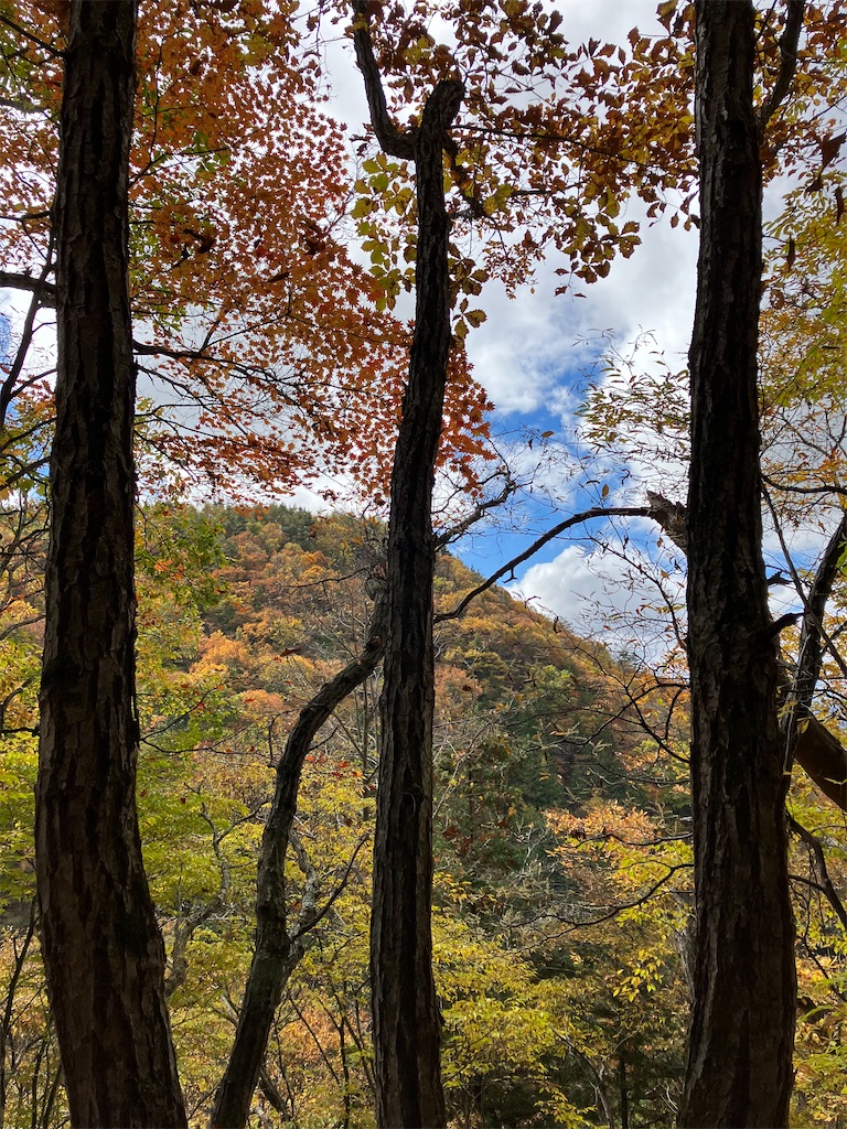 f:id:amefuri5kumanoko:20221025100910j:image