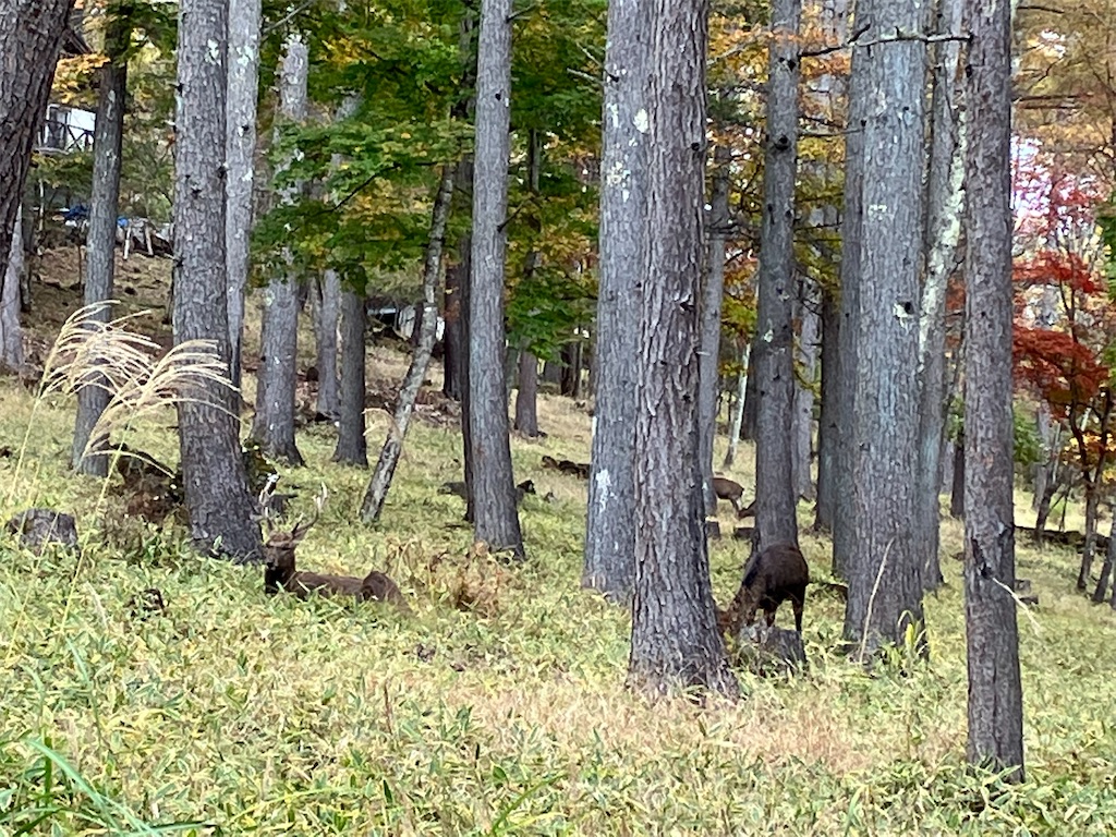 f:id:amefuri5kumanoko:20221025101106j:image