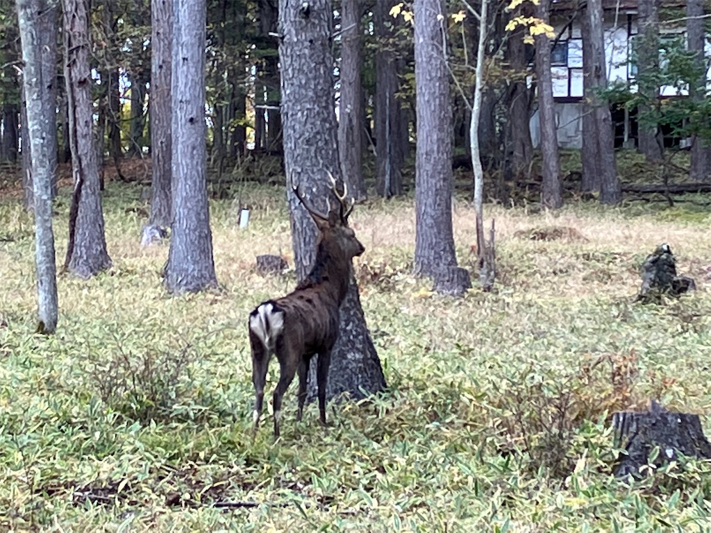 f:id:amefuri5kumanoko:20221025101118j:image