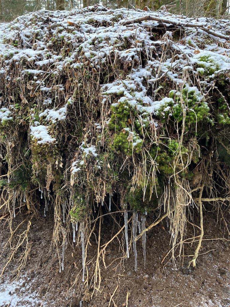 f:id:amefuri5kumanoko:20230323005904j:image f:id:amefuri5kumanoko:20230323005904j:image