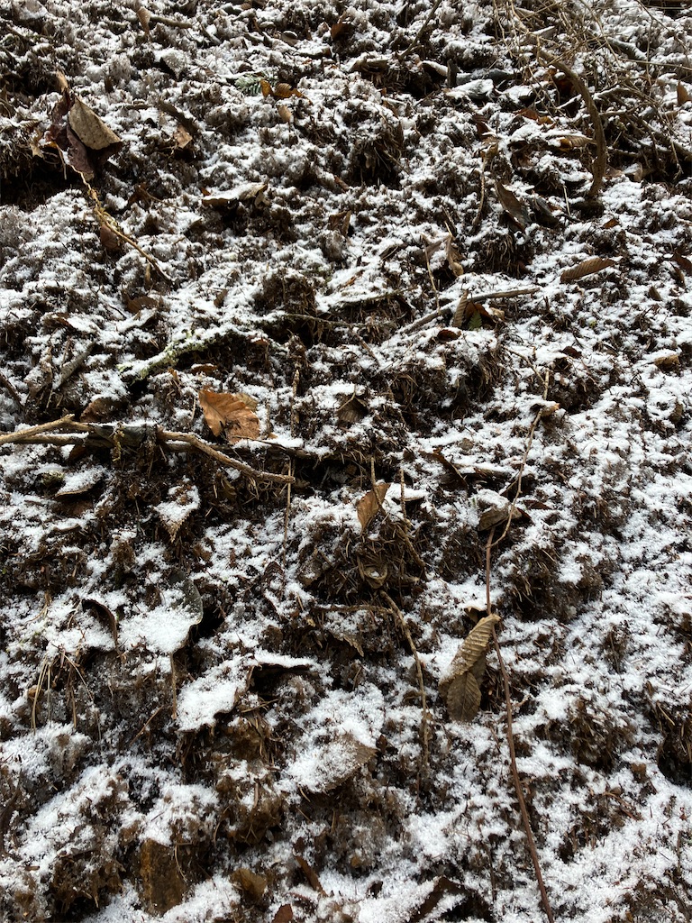 f:id:amefuri5kumanoko:20230323005914j:image f:id:amefuri5kumanoko:20230323005914j:image