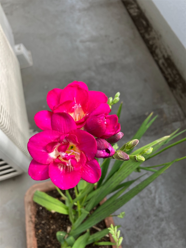 f:id:amefuri5kumanoko:20230411084819j:image f:id:amefuri5kumanoko:20230411084819j:image