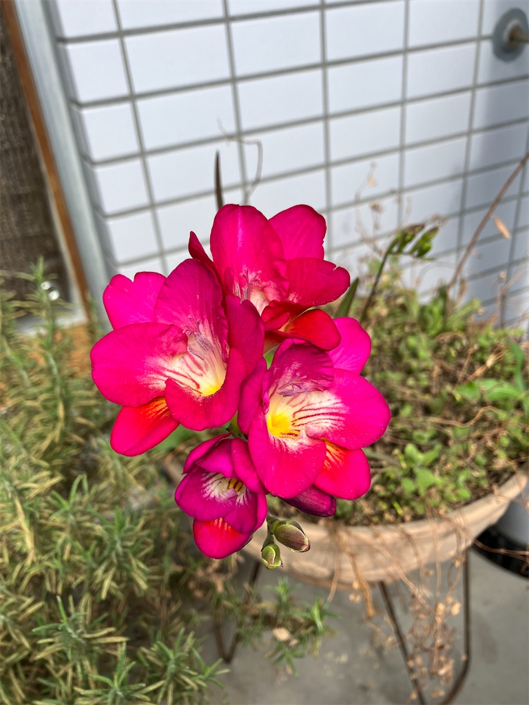 f:id:amefuri5kumanoko:20230411084822j:image f:id:amefuri5kumanoko:20230411084822j:image
