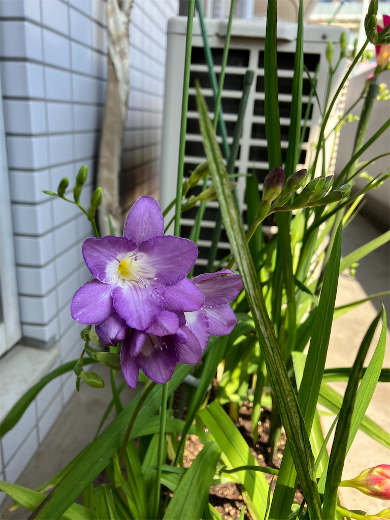 f:id:amefuri5kumanoko:20230411084835j:image f:id:amefuri5kumanoko:20230411084835j:image