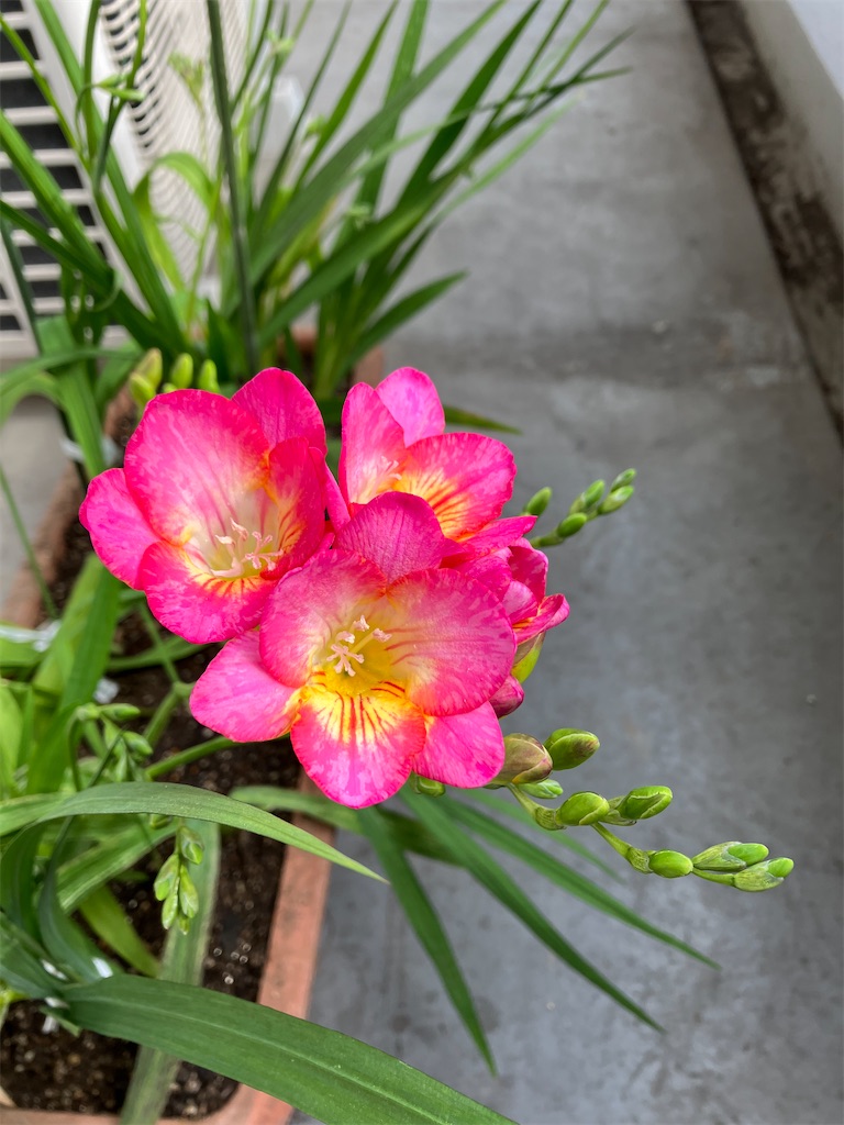 f:id:amefuri5kumanoko:20230411084838j:image f:id:amefuri5kumanoko:20230411084838j:image