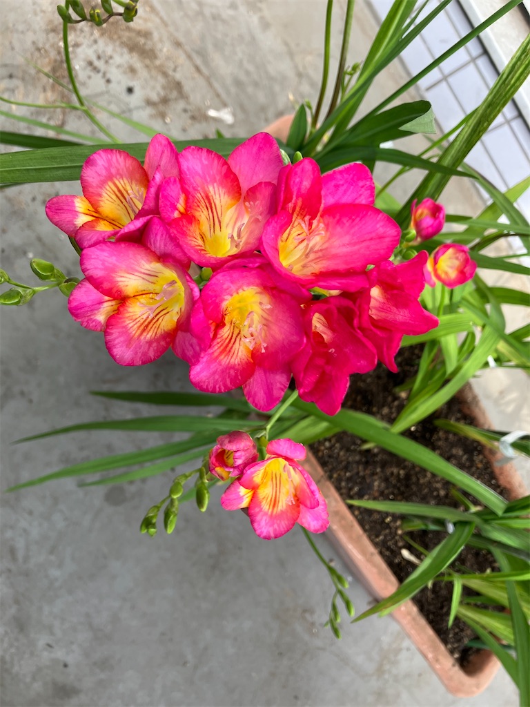 f:id:amefuri5kumanoko:20230411084848j:image f:id:amefuri5kumanoko:20230411084848j:image