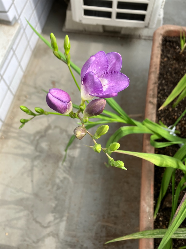 f:id:amefuri5kumanoko:20230411084858j:image f:id:amefuri5kumanoko:20230411084858j:image