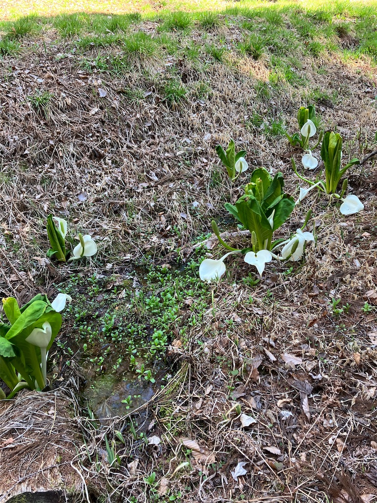 f:id:amefuri5kumanoko:20230421190251j:image