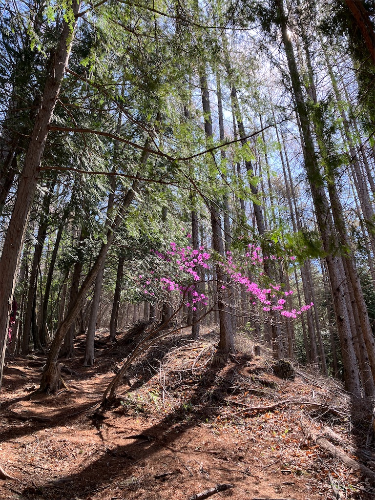 f:id:amefuri5kumanoko:20230421190257j:image