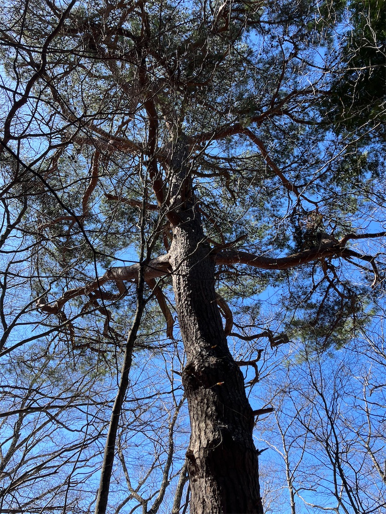 f:id:amefuri5kumanoko:20230421190318j:image