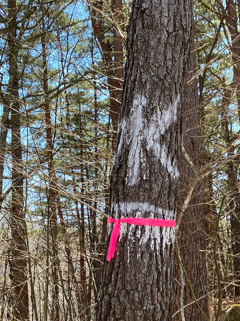 f:id:amefuri5kumanoko:20230421190333j:image