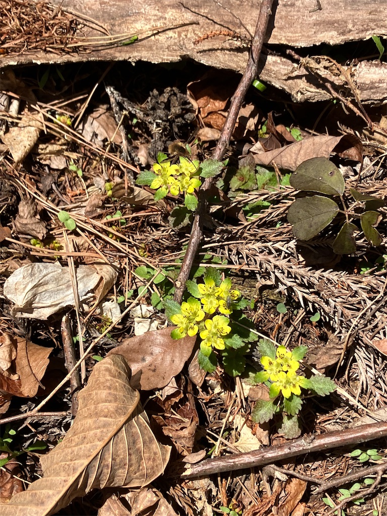 f:id:amefuri5kumanoko:20230421190427j:image