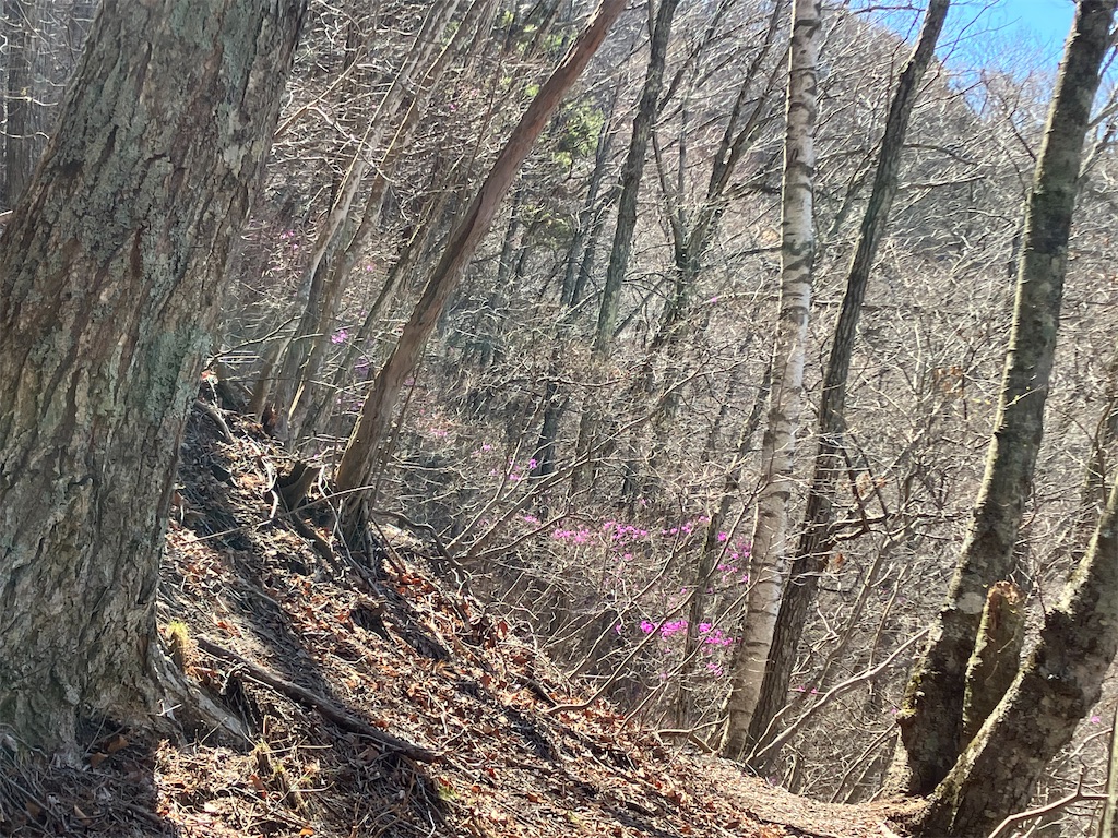 f:id:amefuri5kumanoko:20230421190529j:image