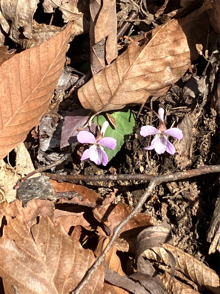 f:id:amefuri5kumanoko:20230421190545j:image