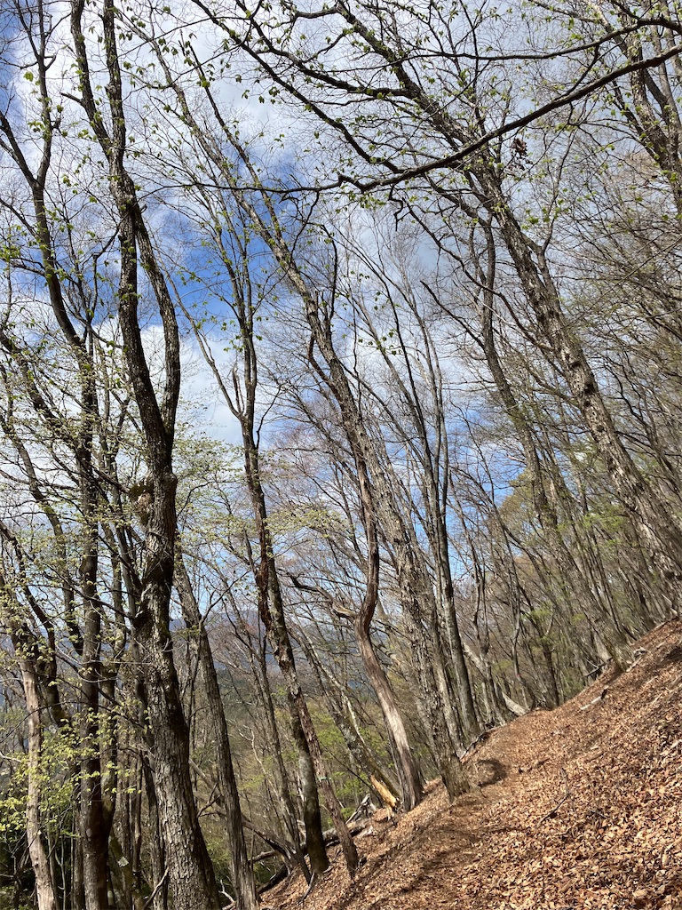 f:id:amefuri5kumanoko:20230425120917j:image