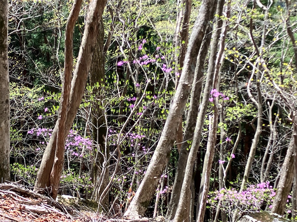 f:id:amefuri5kumanoko:20230425120935j:image