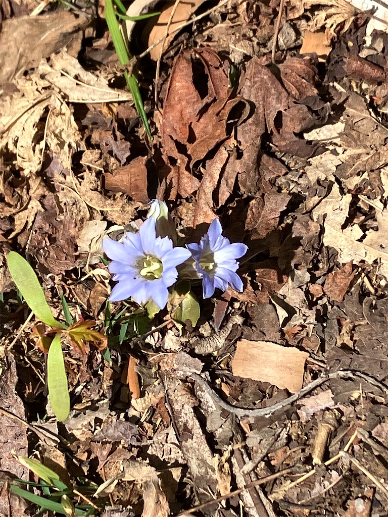 f:id:amefuri5kumanoko:20230425121002j:image