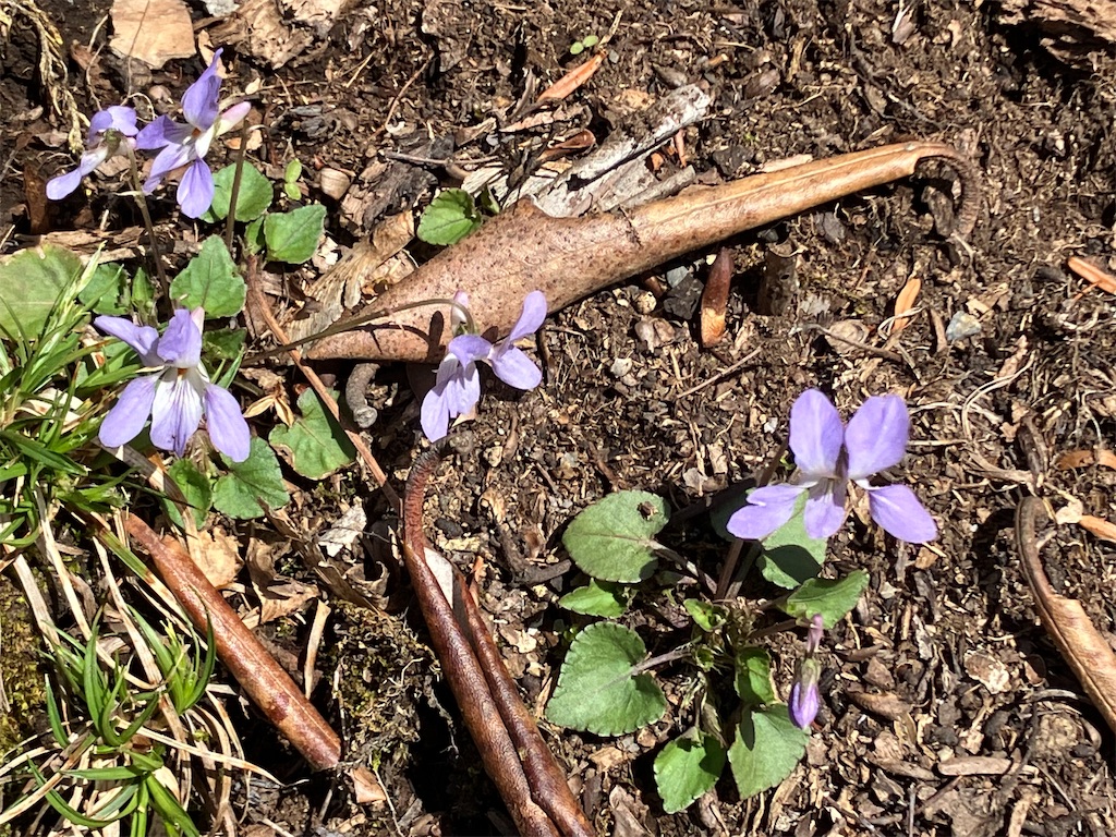 f:id:amefuri5kumanoko:20230425121006j:image