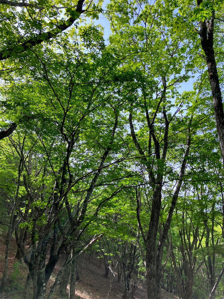 f:id:amefuri5kumanoko:20230529224305j:image