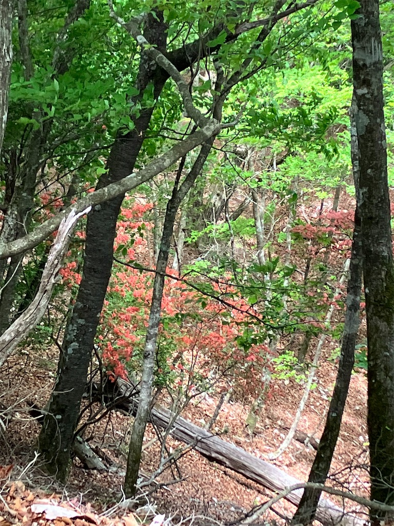 f:id:amefuri5kumanoko:20230529224359j:image