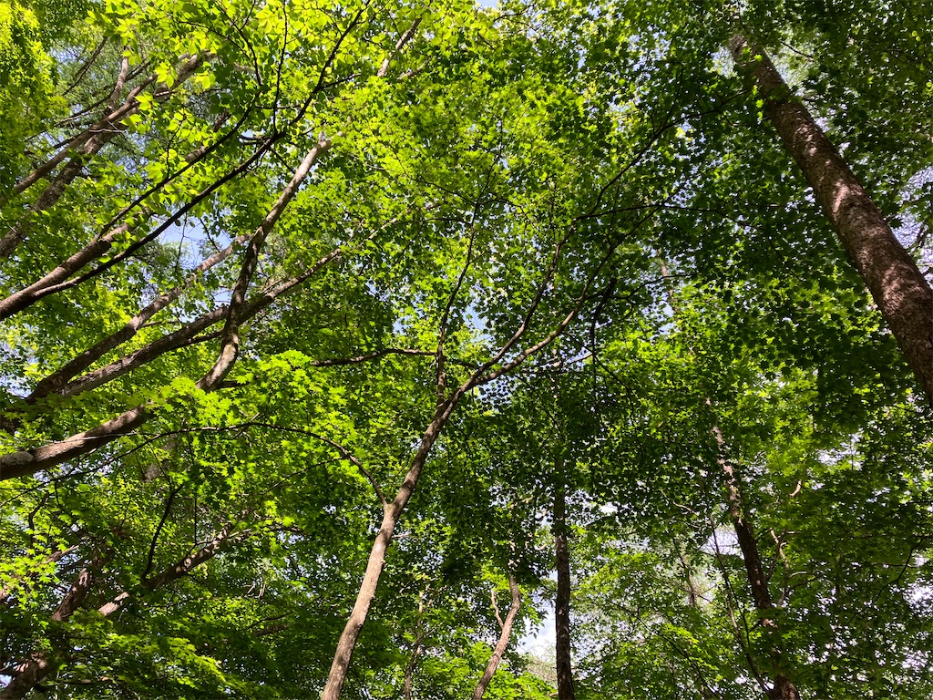 f:id:amefuri5kumanoko:20230529224418j:image