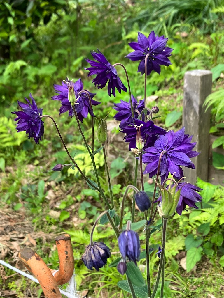 f:id:amefuri5kumanoko:20230529224433j:image