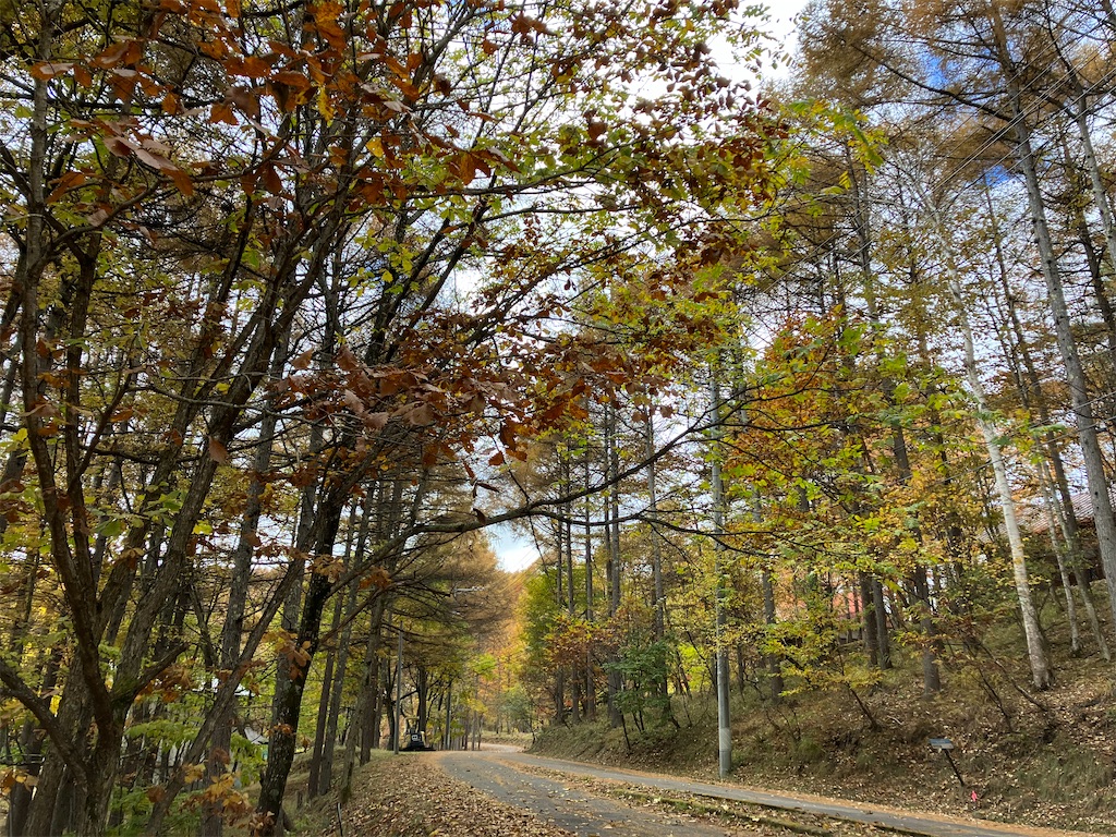 f:id:amefuri5kumanoko:20231105204150j:image