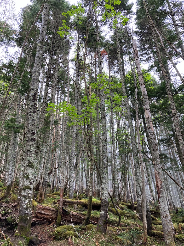 f:id:amefuri5kumanoko:20240618195809j:image