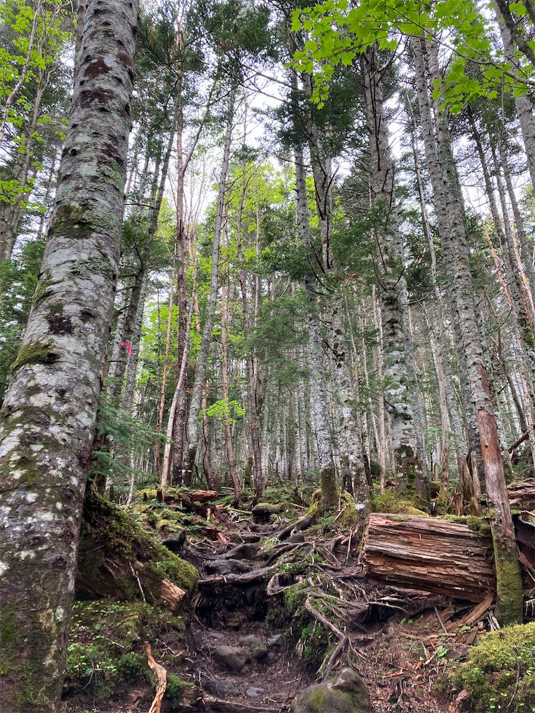 f:id:amefuri5kumanoko:20240618195821j:image