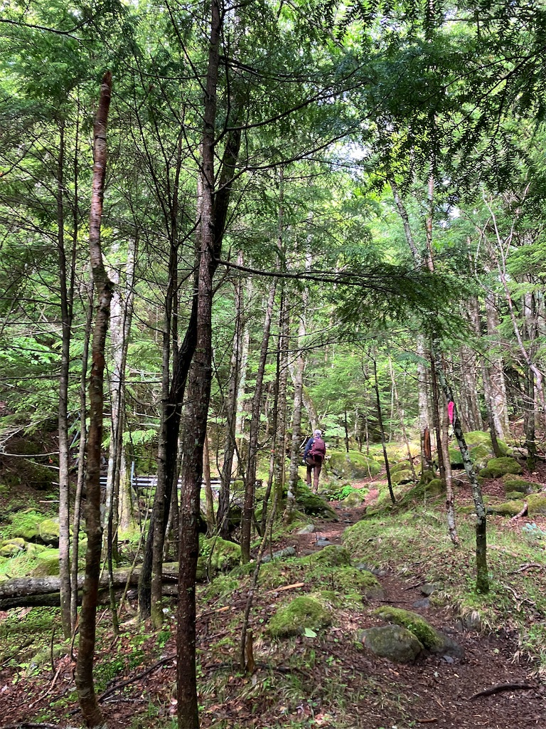 f:id:amefuri5kumanoko:20240618195829j:image