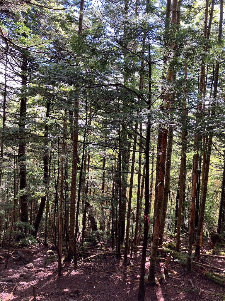 f:id:amefuri5kumanoko:20240618195833j:image