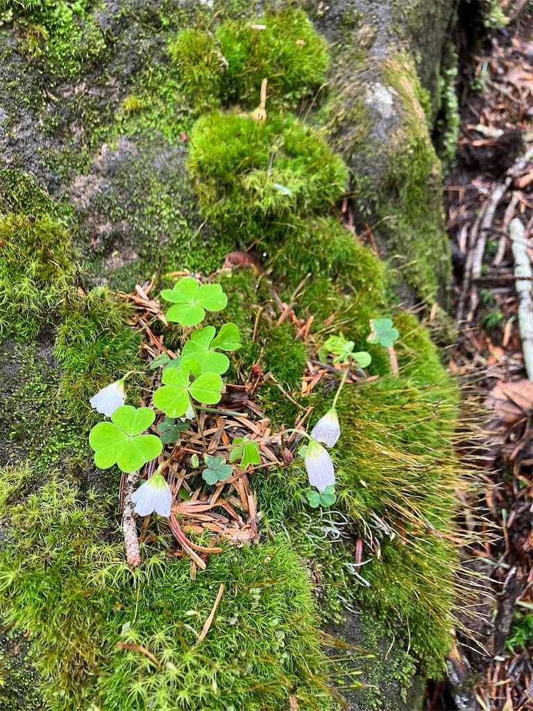 f:id:amefuri5kumanoko:20240618195840j:image