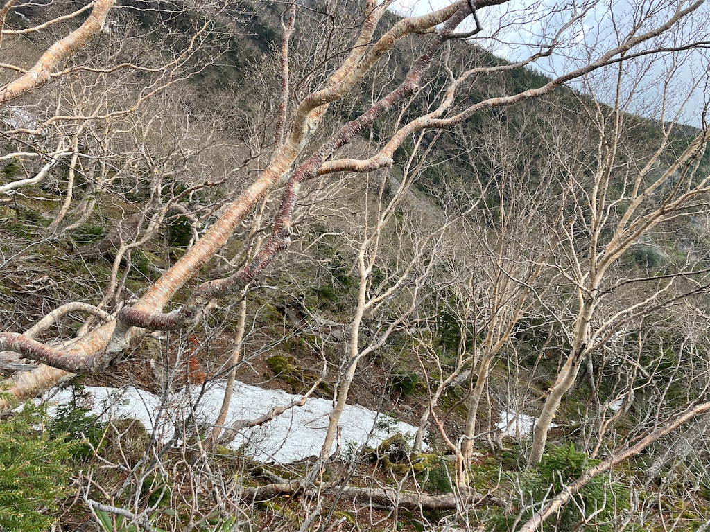 f:id:amefuri5kumanoko:20240618200549j:image